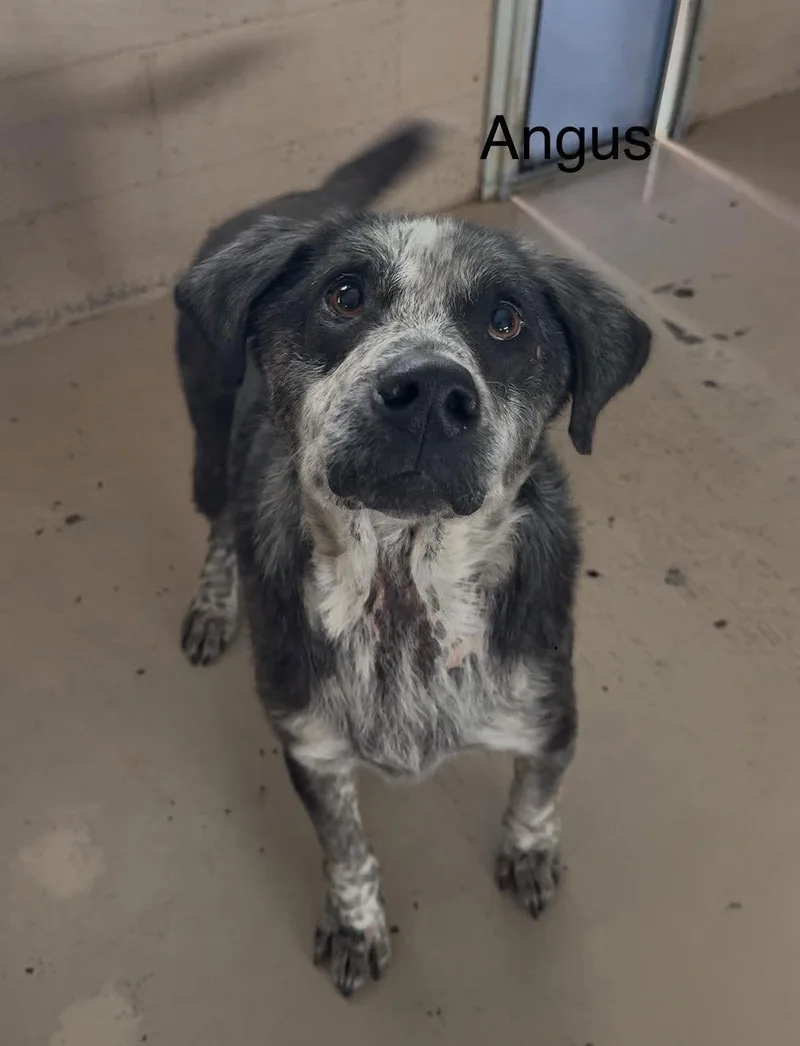 Angus thumbnail 2