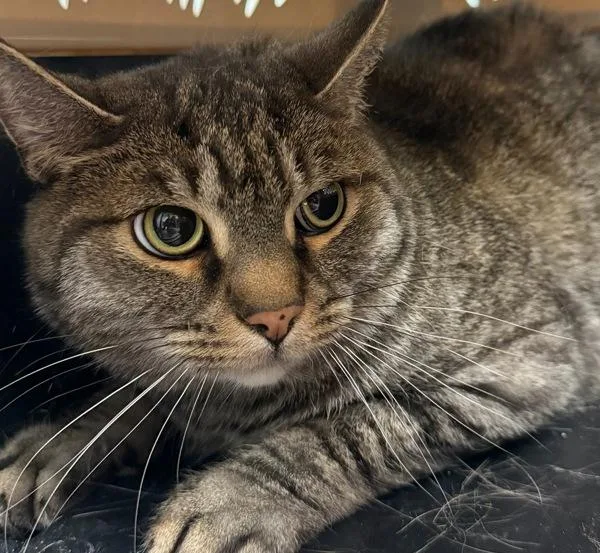 An adult medium-sized male Domestic Short Hair cat named Elliott for adoption in Des Moines, IA