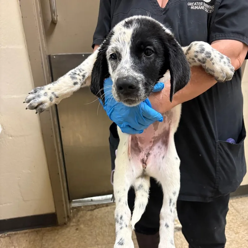 A baby small-sized female White / Cream Pointer dog named Millie for adoption in Birmingham, AL