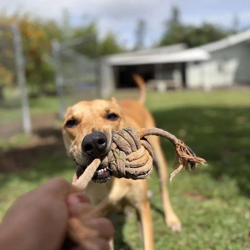 An adult large-sized male Brown / Chocolate Hound dog named Olu Olu for adoption in Keaau, HI