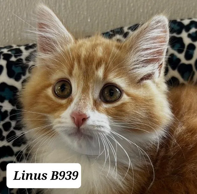 A baby medium-sized male Orange / Red Domestic Long Hair cat named Linus for adoption in Morganton, NC