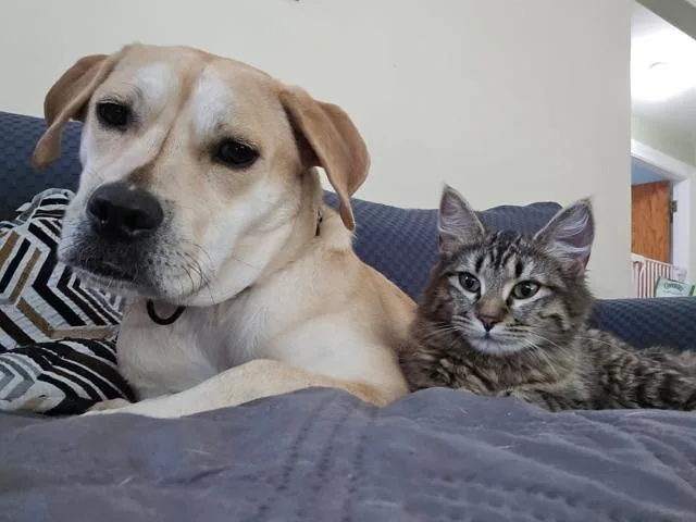 A baby medium-sized female Domestic Long Hair cat named Cici for adoption in Pawtucket, RI