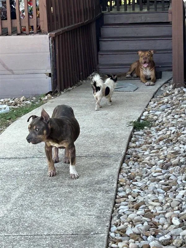 An adult medium-sized female Pit Bull Terrier dog named Lil Worm for adoption in Austin, TX