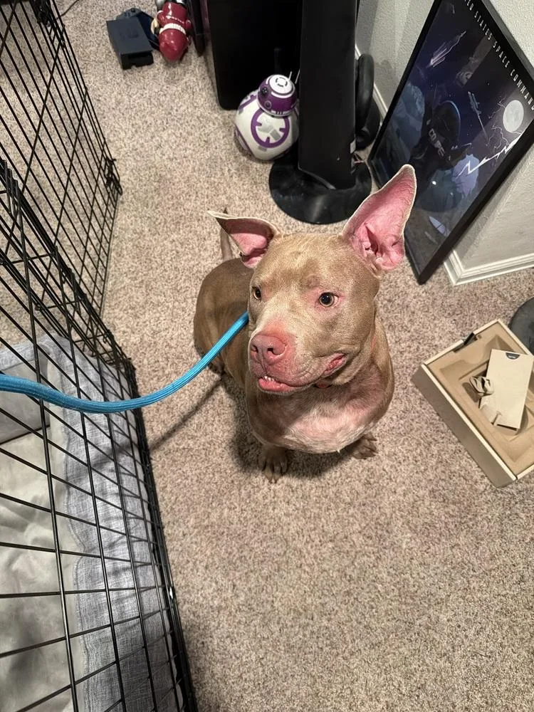 An adult large-sized male Pit Bull Terrier dog named Spike for adoption in Colorado Springs, CO