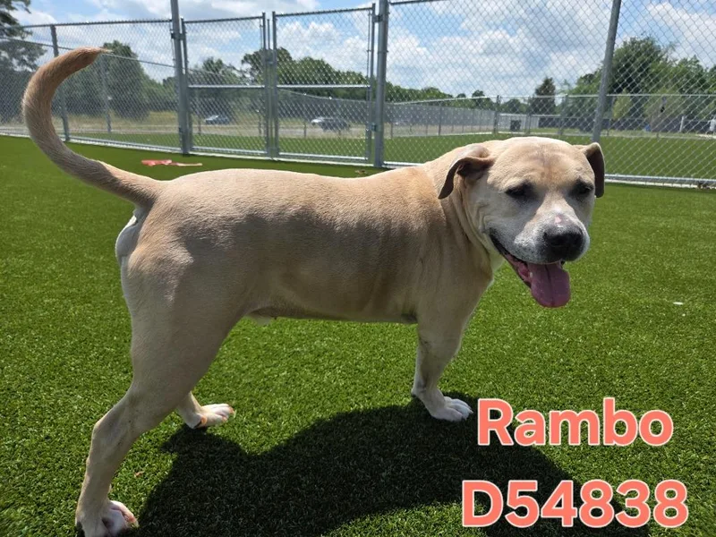 Rambo