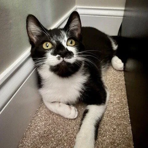 A baby medium-sized female Black & White / Tuxedo Domestic Short Hair cat named Bacardi for adoption in Candler, NC