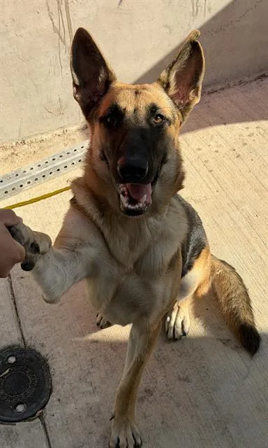 A young large-sized female Mixed Breed dog named Becca for adoption in Dallas, TX