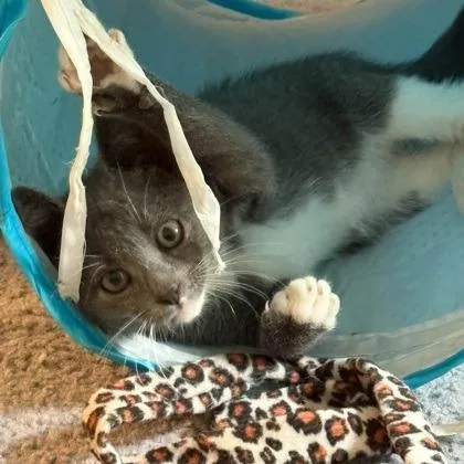 A baby small-sized female Domestic Short Hair cat named Eagle for adoption in Voorhees, NJ