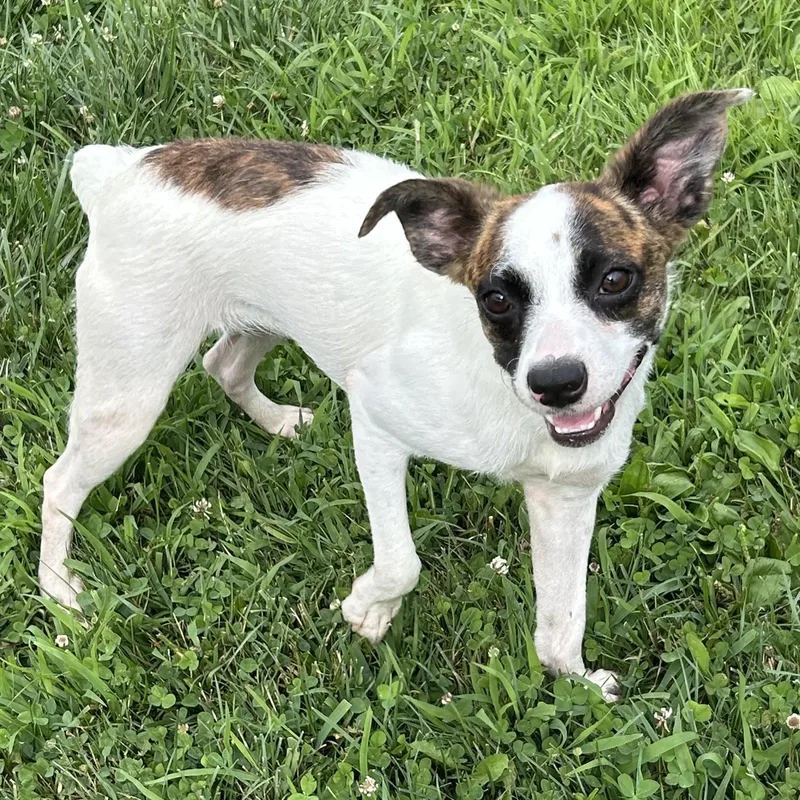 A young small-sized female Boston Terrier dog named Jianna for adoption in Norwood, OH