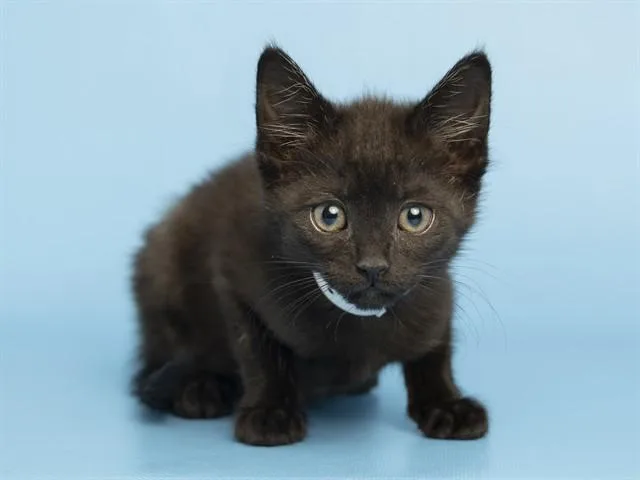 A baby small-sized female Domestic Medium Hair cat named Missy for adoption in Phoenix, AZ