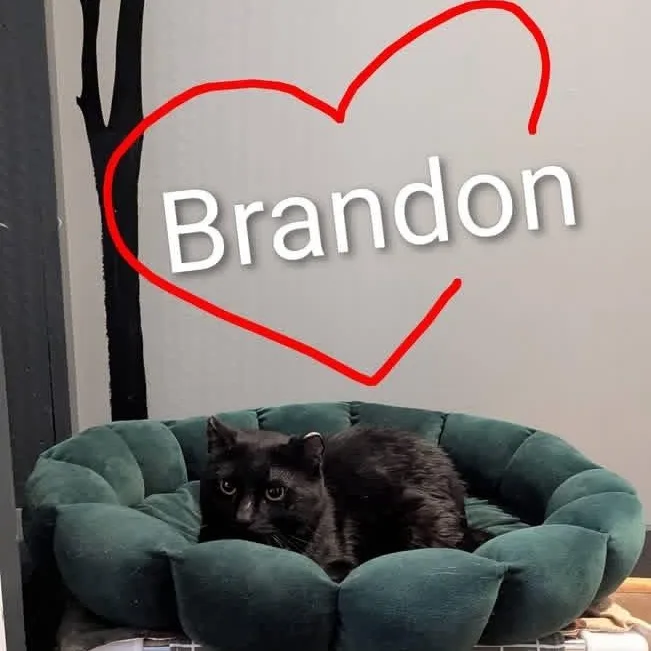 Brandon thumbnail 4