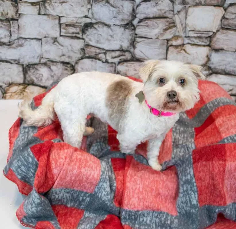 An adult small-sized female Bichon Frise dog named Virginia for adoption in Kennesaw, GA