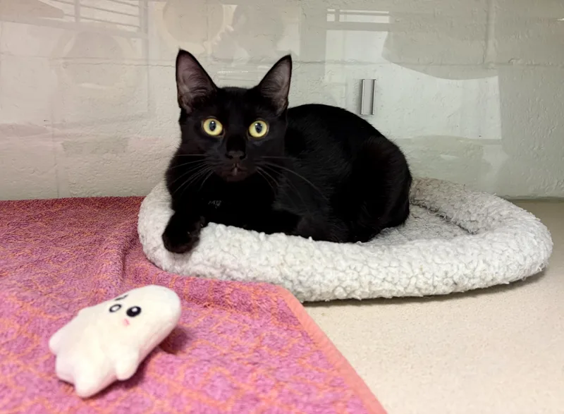 An adult medium-sized female Black Domestic Short Hair cat named Coconut for adoption in Branford, CT