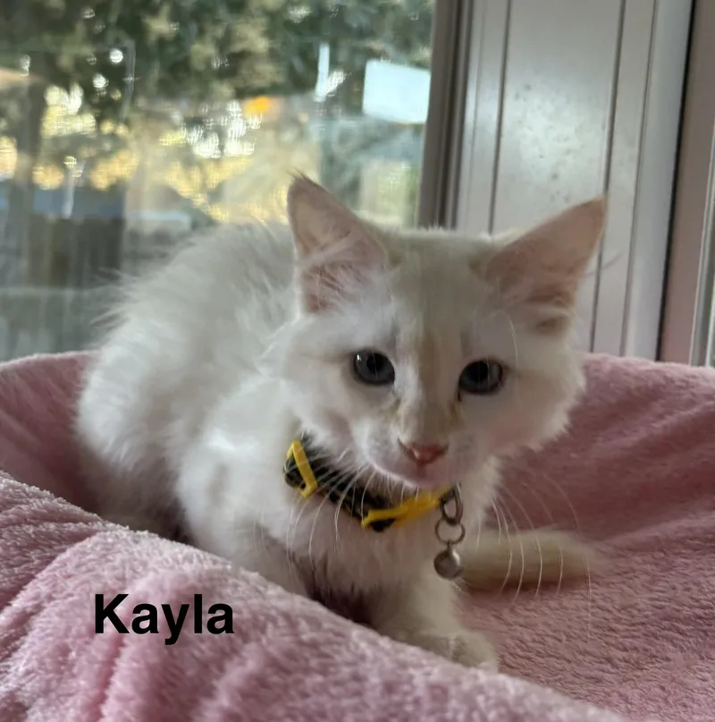 A baby medium-sized female Flame Point Siamese cat named Kayla for adoption in Oakley, CA