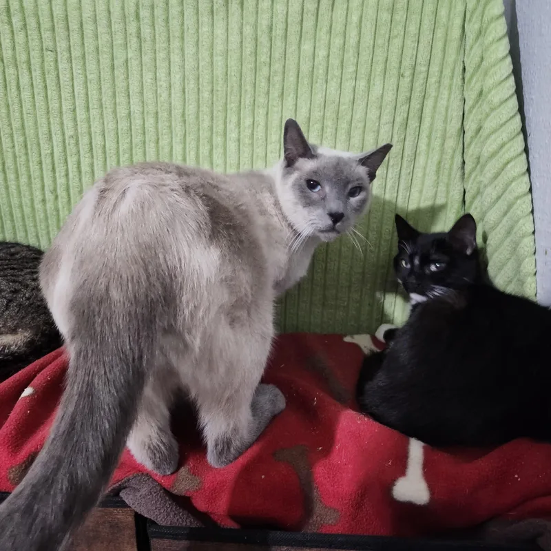 Denver  Aka thumbnail 3