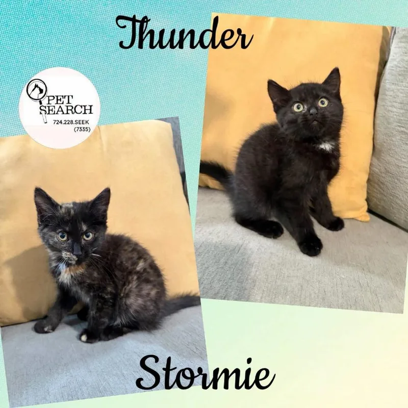 A baby small-sized male Black Domestic Short Hair cat named Thunder for adoption in Washington, PA
