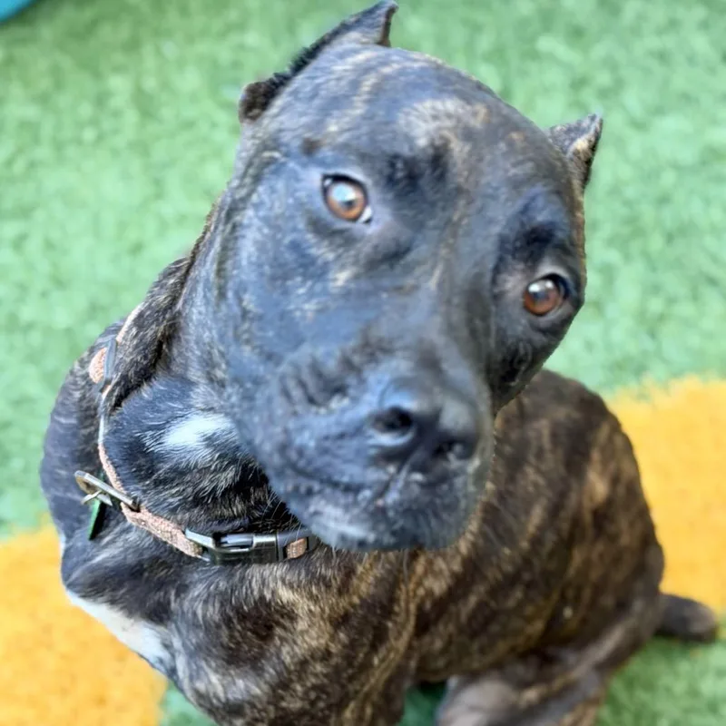 An adult large-sized male Cane Corso dog named Goliath for adoption in New Orleans, LA
