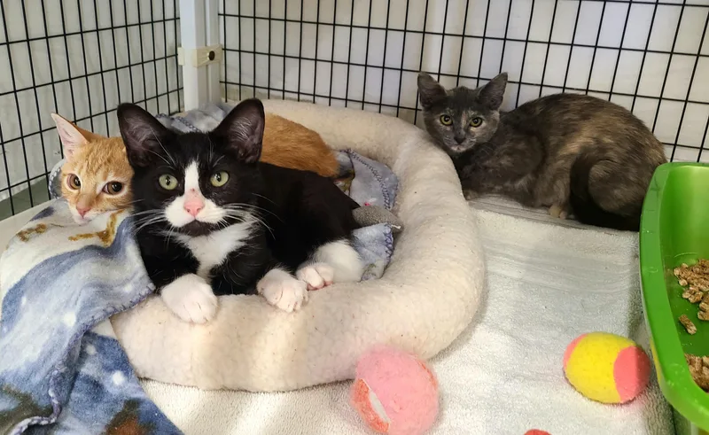 A baby medium-sized male Black & White / Tuxedo Domestic Short Hair cat named Mahatma  Malala and for adoption in Kirkland, WA