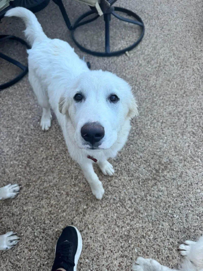 A young large-sized male Great Pyrenees dog named Felix for adoption in Southlake, TX