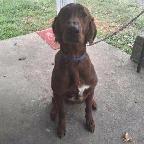 A young large-sized male Red / Chestnut / Orange Irish Setter dog named Waylon for adoption in Buffalo, MN