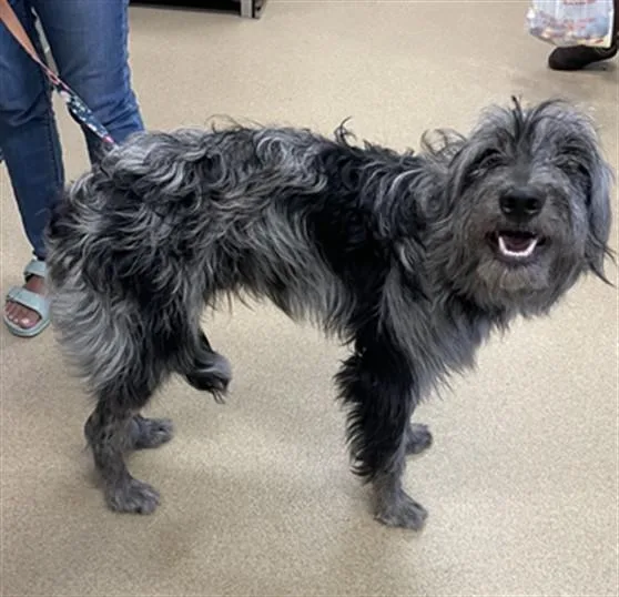 A young medium-sized male Irish Wolfhound dog named Holland A for adoption in Plano, TX