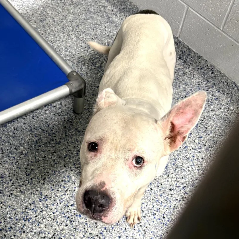 A senior medium-sized female White / Cream American Staffordshire Terrier dog named Snow for adoption in Greenville, SC