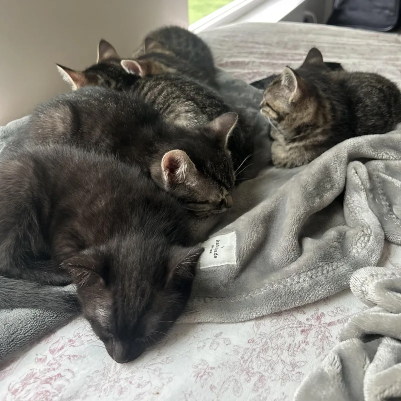A baby medium-sized female Tabby (Brown / Chocolate) Domestic Short Hair cat named Martini Mimosa for adoption in Buffalo, NY