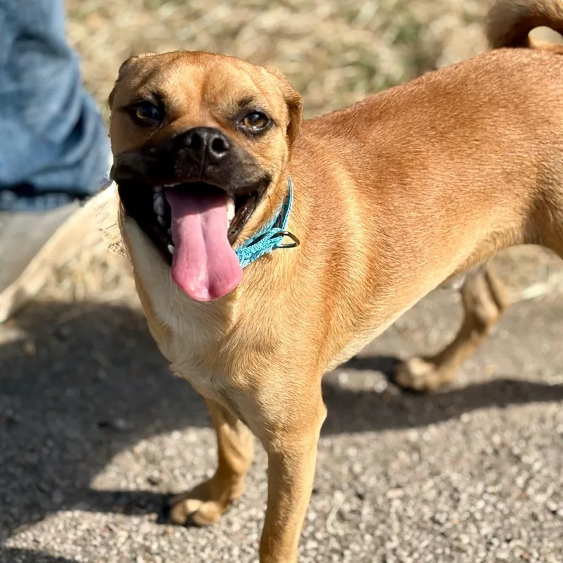 A young small-sized male Brown / Chocolate Pug dog named Corn Bread for adoption in Bastrop, TX