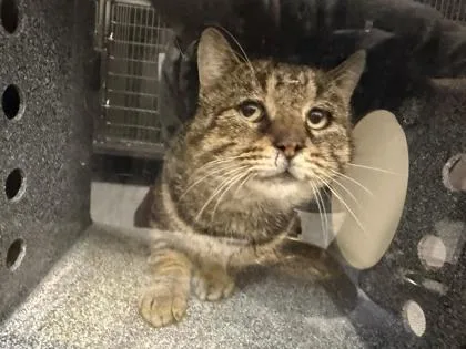 An adult medium-sized male Domestic Short Hair cat named Puffcorn for adoption in Sevierville, TN