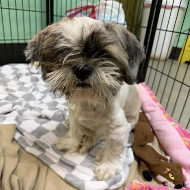An adult medium-sized male Shih Tzu dog named Gizmo for adoption in Austin, TX