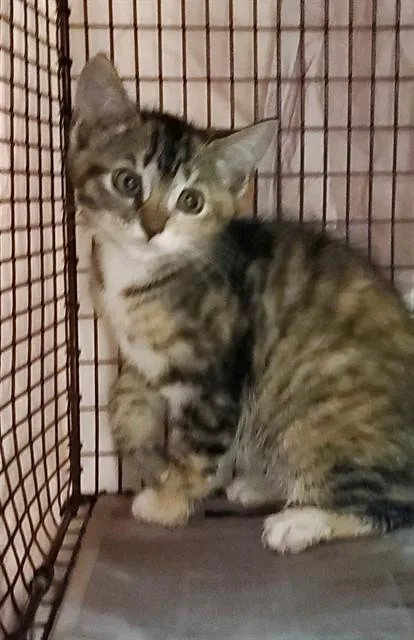 A baby medium-sized female Domestic Short Hair cat named Mia for adoption in Fort Lauderdale, FL