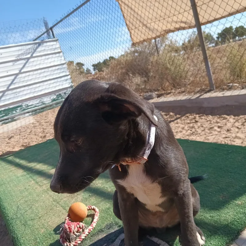 A young medium-sized male Black Mixed Breed dog named Cecil for adoption in Casa Grande, AZ