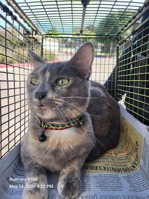 A young medium-sized female Domestic Short Hair cat named Mitski for adoption in San Antonio, TX