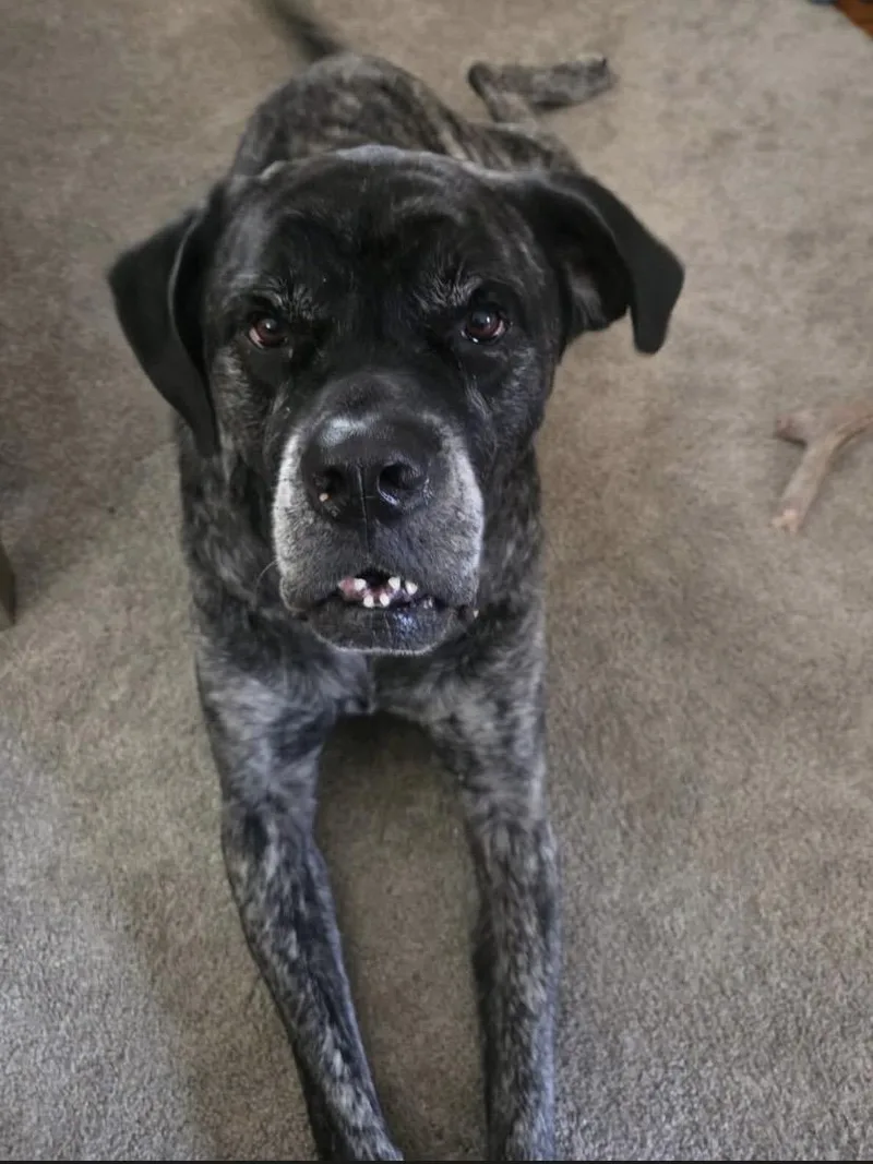 An adult large-sized female Mastiff dog named Nyjah for adoption in Philadelphia, PA