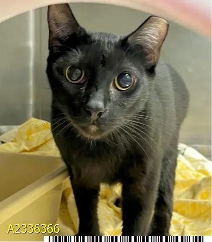 A young medium-sized male Domestic Short Hair cat named Enzo for adoption in West Palm Beach, FL