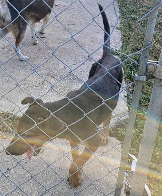 A young medium-sized male German Shepherd Dog dog named Rocko for adoption in San Antonio, TX