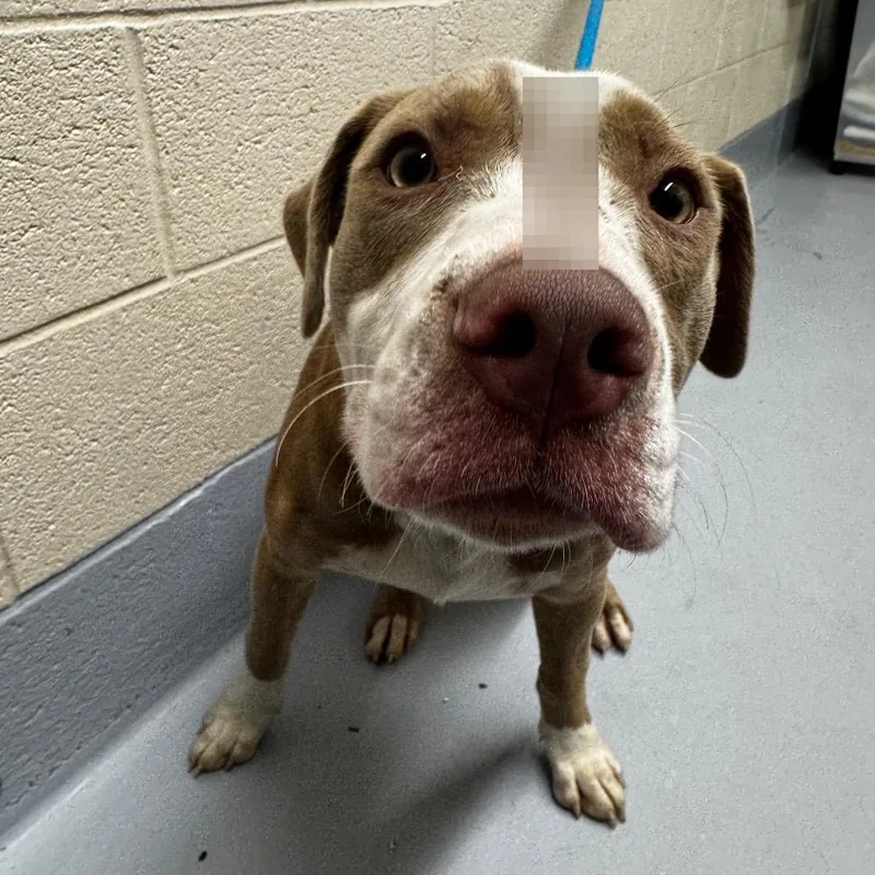 A young medium-sized female Yellow / Tan / Blond / Fawn Pit Bull Terrier dog named Sage for adoption in Concord, NC