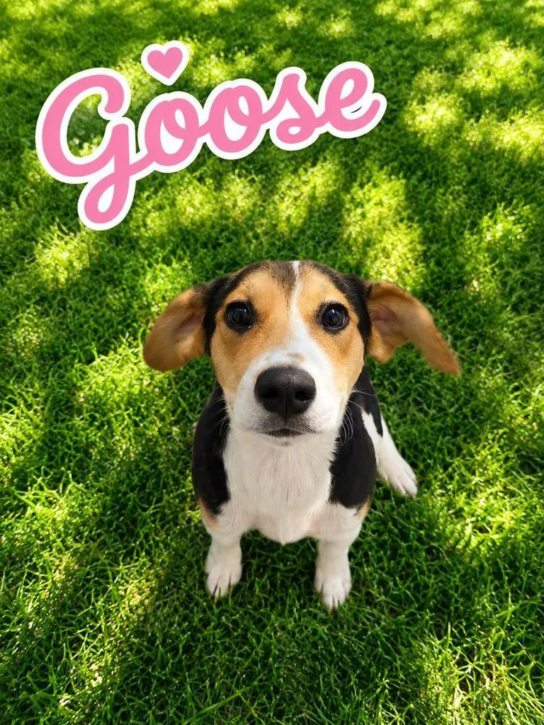 A baby medium-sized female Hound dog named Goose for adoption in Livingston, LA