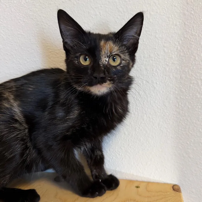 A baby small-sized female Domestic Short Hair cat named Cable for adoption in Cody, WY