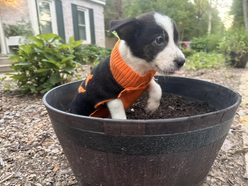 A baby medium-sized male Border Collie dog named Cheezit for adoption in fennville, MI