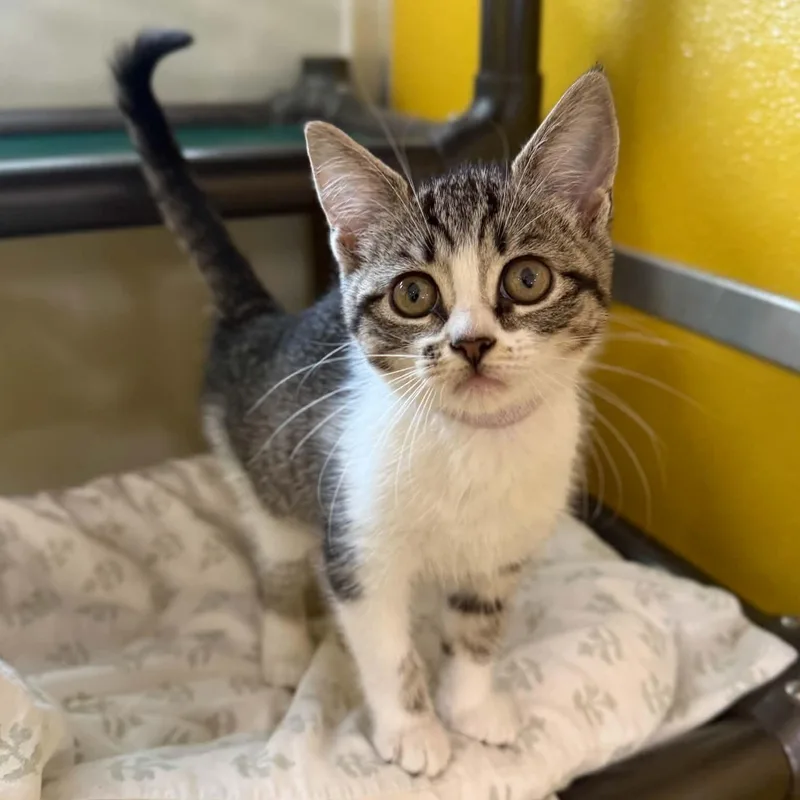 A baby medium-sized female Tabby (Brown / Chocolate) Domestic Short Hair cat named Casperita for adoption in Penn Yan, NY