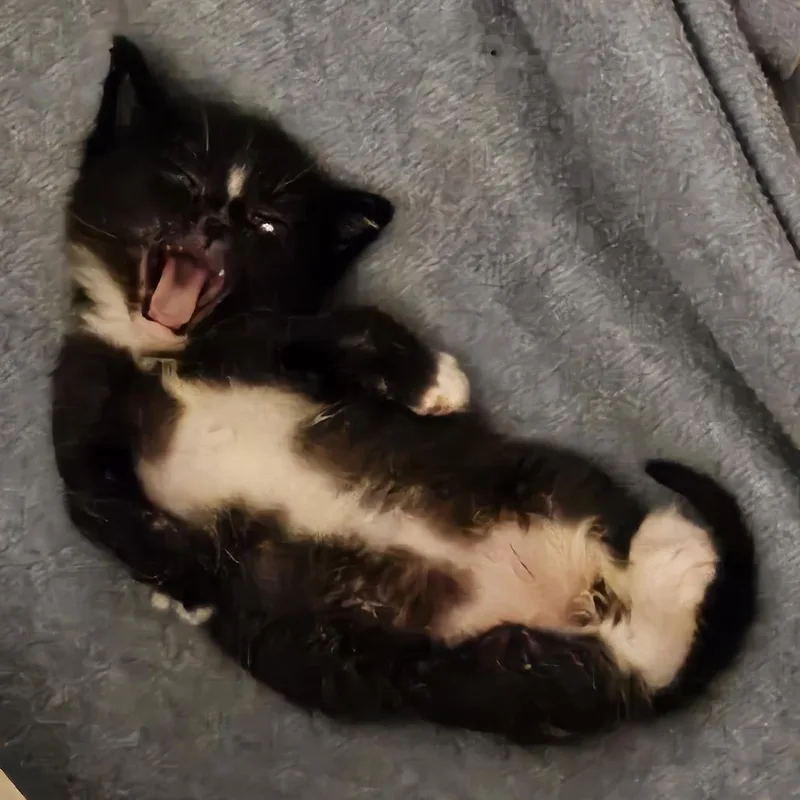 A baby small-sized male Black Domestic Short Hair cat named Hephaestus for adoption in Tempe, AZ