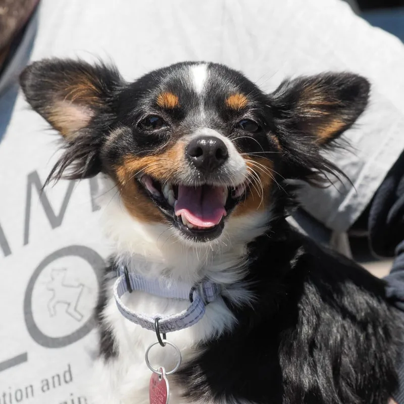 An adult small-sized female Black Chihuahua dog named Lia for adoption in Point Richmond, CA