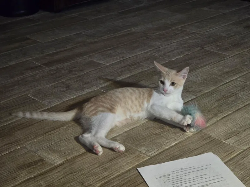 A baby small-sized male Orange & White Domestic Short Hair cat named Remy for adoption in Coconut Creek, FL