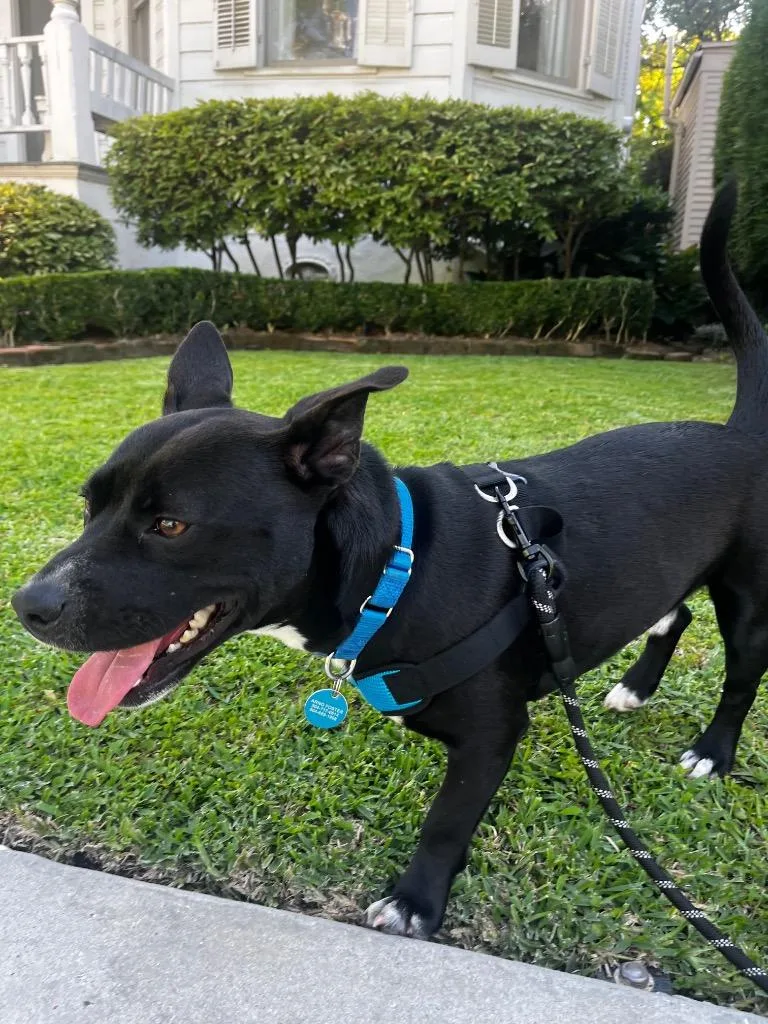 A young medium-sized male Hound dog named Hawthorn for adoption in New Orleans, LA