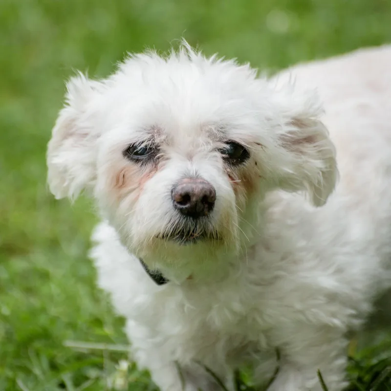 An adult small-sized male Maltipoo dog named Harry for adoption in Lambertville, NJ