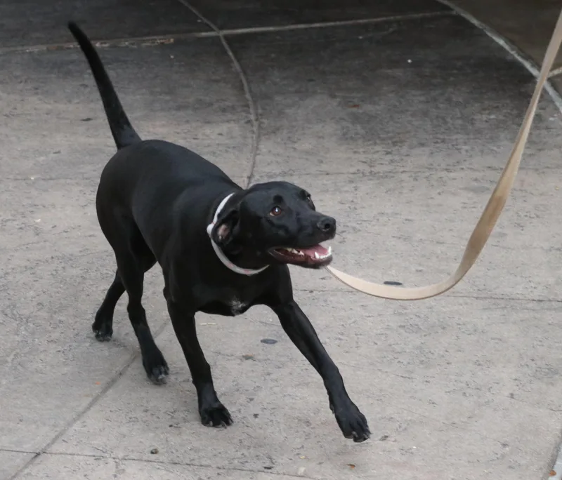A young medium-sized female Black Labrador Retriever dog named Dottie Hinson for adoption in Pflugerville, TX
