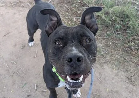 An adult medium-sized male Pit Bull Terrier dog named Doug for adoption in Tucson, AZ