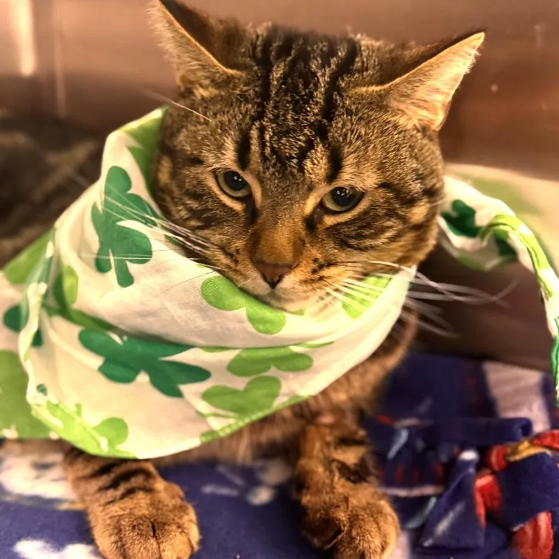 Intel Panfilo thumbnail 2