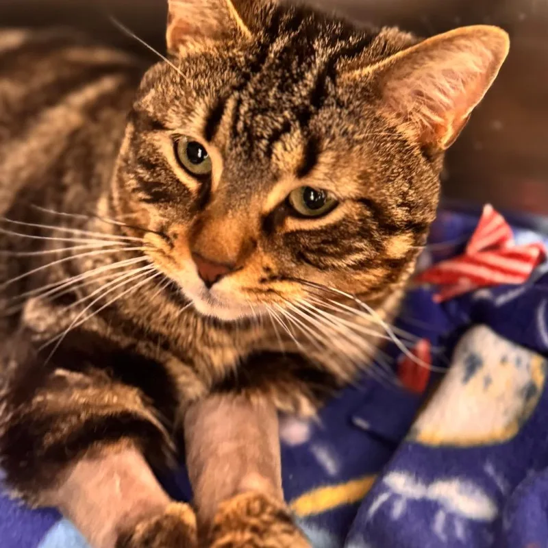 Intel Panfilo thumbnail 3